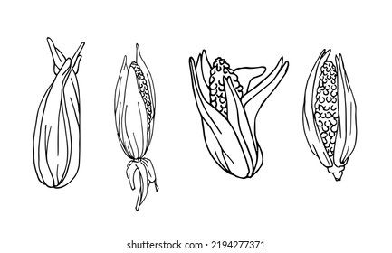 Graphic corn collection drawn in line art style. Corn on the cob hand drawn vector illustration