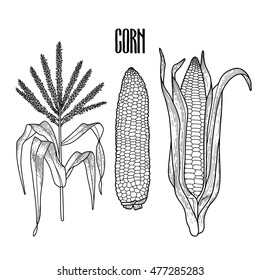 Graphic corn collection drawn in line art style. Traditional Thanks Giving Day food. Coloring book page design for adults and kids