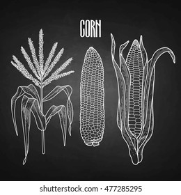Graphic corn collection drawn in line art style. Traditional Thanks Giving Day food isolated on the chalkboard