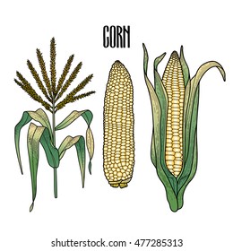 Graphic corn collection drawn in line art style. Traditional Thanks Giving Day food.