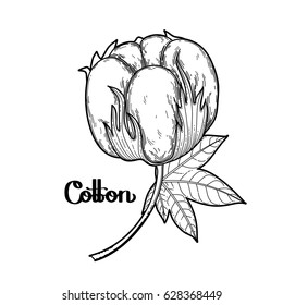 Graphic cotton plant. Vector art isolated on white background. Coloring book page design for adults and kids