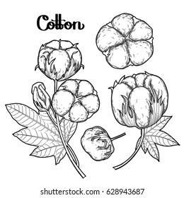 Graphic cotton plants set. Vector art isolated on white background. Coloring book page design for adults and kids