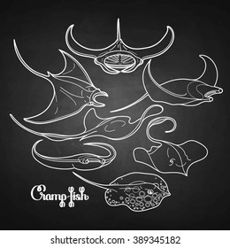 Graphic cramp fish collection drawn in line art style. Vector electric Manta ray isolated on chalkboard. Sea and ocean creatures in black and white colors