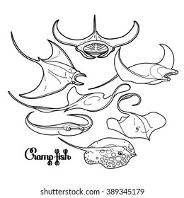 Graphic cramp fish collection. Vector electric Manta ray isolated on white. Sea and ocean creatures. Coloring book page design for adults and kids