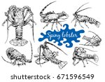Graphic crayfish drawn in line art style. Spiny or rocky lobster. Sea and ocean creature isolated on white background.