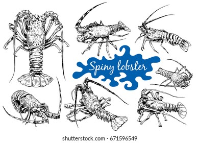 Graphic crayfish drawn in line art style. Spiny or rocky lobster. Sea and ocean creature isolated on white background.