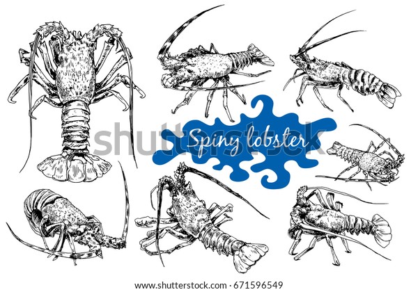 Graphic\
crayfish drawn in line art style. Spiny or rocky lobster. Sea and\
ocean creature isolated on white\
background.
