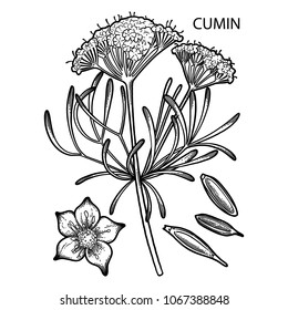 Graphic cumin set isolated on white background. Vector natural spices. Coloring book page for adults and kids