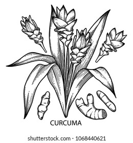 Graphic curcuma set elements isolated on white background. Vector natural spices. Coloring book page for adults and kids