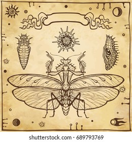 Graphic decorative image of the Mantis, larvae, radiolarias. Esoteric, Mysticism, Sorcery. Background - imitation of old paper. Vector illustration.