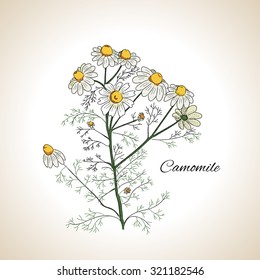 Graphic design herb chamomile