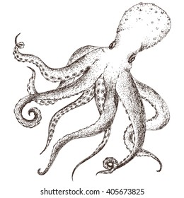 graphic design octopus, sea inhabitants dudling handmade drawing, isolated vector object