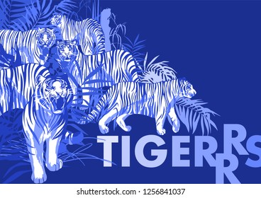 Graphic design with tigers standing, walking and roaring among the exotic leaves and trees. Vector art isolated on blue background