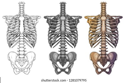 Graphic detailed black and white colorful human skeleton thorax bones. Isolated on white background. Vector icon set.