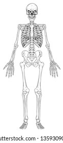 Graphic detailed black and white human bone skeleton with skull. Isolated on white background. Vector icon.