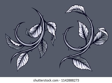 Graphic detailed black and white rose branch, stem with leaves and thorns. Isolated on gray background. Vector icon set.