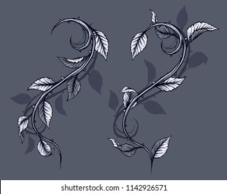 Graphic detailed black and white rose branch, stem with leaves, thorns and shadows. Isolated on gray background. Vector icon set. Vol. 3