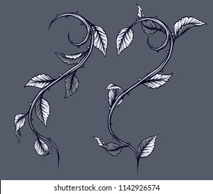 Graphic detailed black and white rose branch, stem with leaves and thorns. Isolated on gray background. Vector icon set. Vol. 3