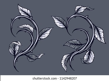 Graphic detailed black and white rose branch, stem with leaves and thorns. Isolated on gray background. Vector icon set. Vol. 5