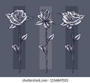 Graphic detailed black and white roses flower with stem and leaves. On gray background. Vector icon set. Vol. 11