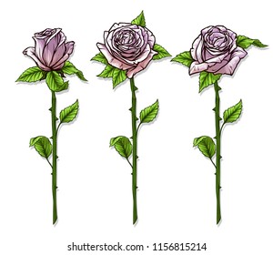 Graphic detailed cartoon pink roses flower with stem and leaves. Isolated on white background. Vector icon set.