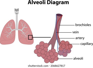 graphic diagram of the lung and alveoli