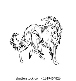 Graphic dog, pet, man’s four-legged friend, hand drawn graphic, line art, animal