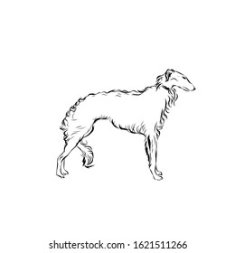 Graphic dog, pet, man’s four-legged friend, hand drawn graphic, line art, animal