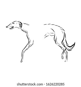 Graphic dog, pet, man’s four-legged friend, hand drawn graphic, line art, animal