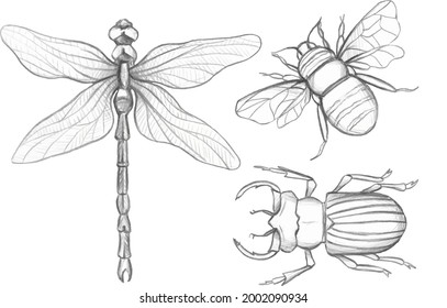 graphic dragonfly, beetle and bee