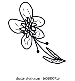 Graphic drawing. Botanical element. Original flower. outline fast sketch
