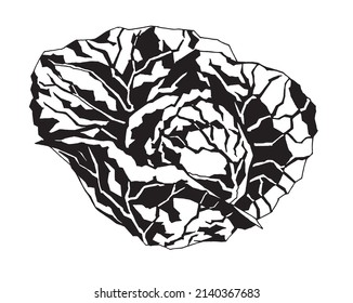 Graphic drawing of a cabbage head. Black and white vector image for stickers, banners, prints.