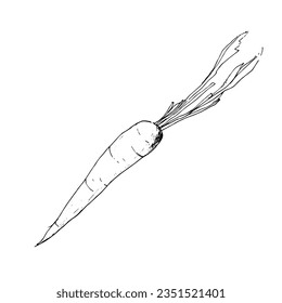 Graphic drawing of carrot.Illustration for menu, cafe and kitchen decor
