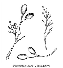 Graphic drawing of cinnamon branches. Hand drawn botanical vector illustration
