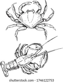 graphic drawing of crab and cancer