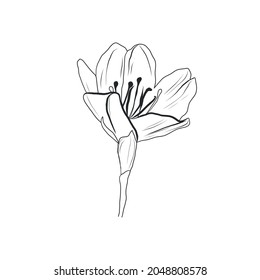 Graphic drawing of flower bud. Linear floral element. 