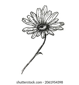 Graphic drawing of a flower, hand-drawn, vector