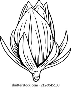 graphic drawing of a flower on a white background. Vector 