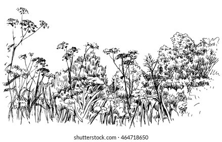 Graphic drawing of grass in a meadow - hand drawn vector illustration, isolated on white