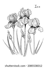 graphic drawing of an iris flower