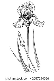 graphic drawing of an iris flower