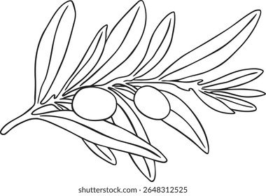 Graphic drawing olive branch. Hand painted floral illustration element olives fruit tree branches leaves isolated background vector. Drawings food. Edible foliage. Fabric, wrapping paper decor gift