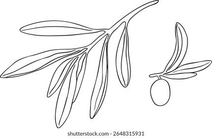 Graphic drawing olive branch vector. Hand painted floral illustration element olives fruit tree branches leaves isolated background. Drawings food. Edible foliage. Botanical. Fabric, wrapping paper