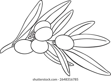 Graphic drawing olive branch vector. Hand painted floral illustration element olives fruit tree branches leaves isolated background. Drawings food. Edible foliage. Fabric, wrapping paper decor gift