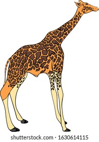 Graphic drawing on a white background. Giraffe. Long neck. Mammal animals. Close-up. It can be used for fridge magnets, magazines, stamps, stickers, liners.