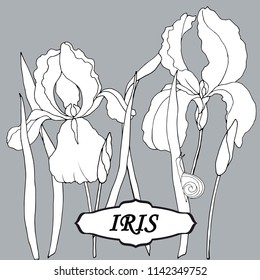 graphic drawing with a pencil of iris flowers