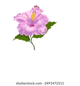 Graphic drawing of a pink hibiscus flower on a white background.