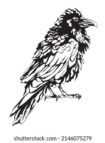 Graphic drawing of a raven in black and white, isolated on a white background. Vector image for design.