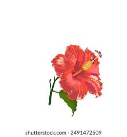 Graphic drawing of a red hibiscus flower on a white background.