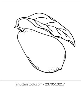 Graphic drawing of a ripe avocado. Vecor. Green avocado fruits, healthy nutritious natural food and hand drawing of avocado slices. Green avocado, tropical vegan food, exotic healthy cuisine.